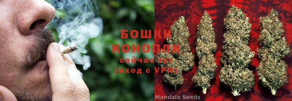 сатива Аркадак